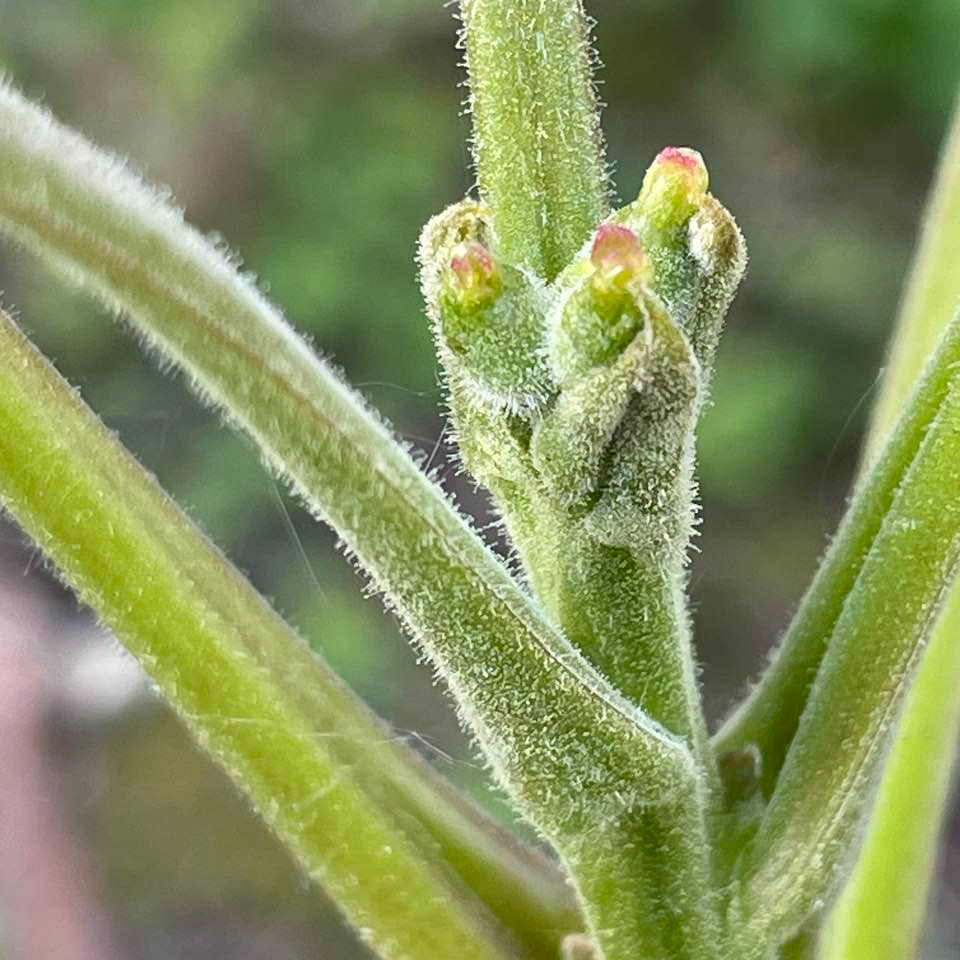 Tiny female flowers which will develop into walnuts