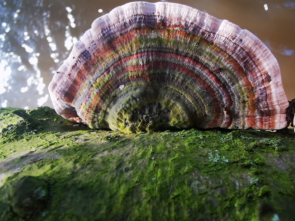 turkey tail mushroom with colourful arcs