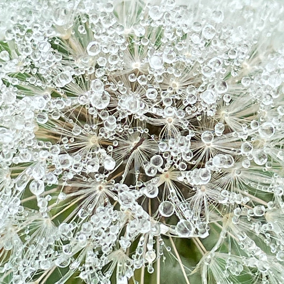 water droplets on a dandelion clock