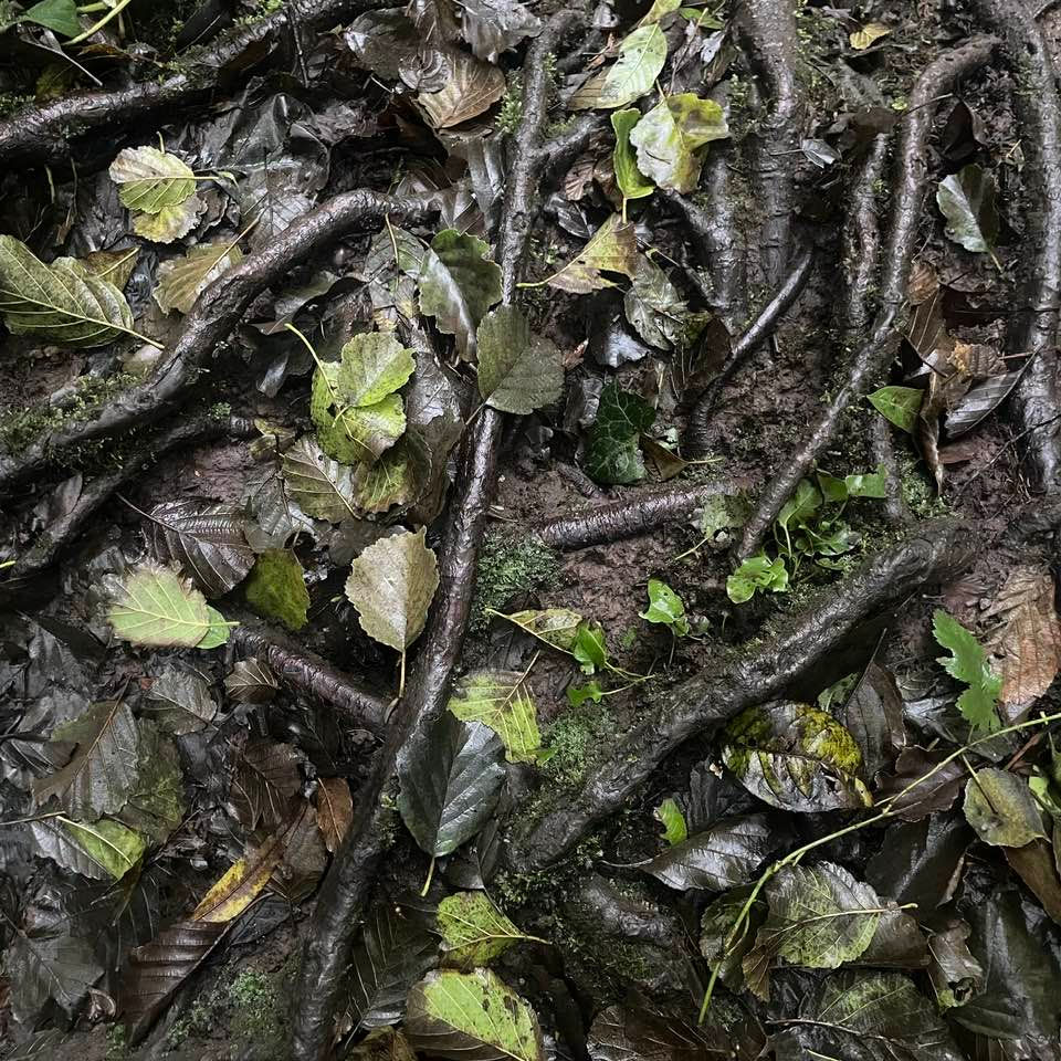 fallen leaves over roots and soil