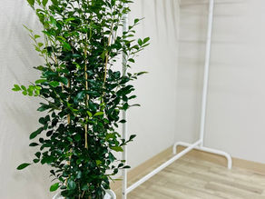 事務所の緑２。