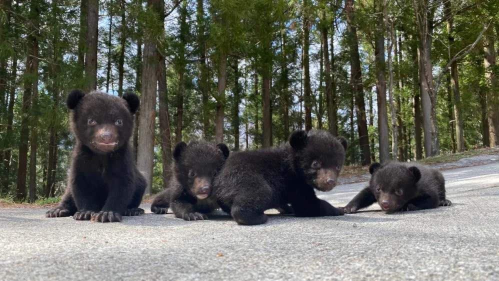 クマ牧場