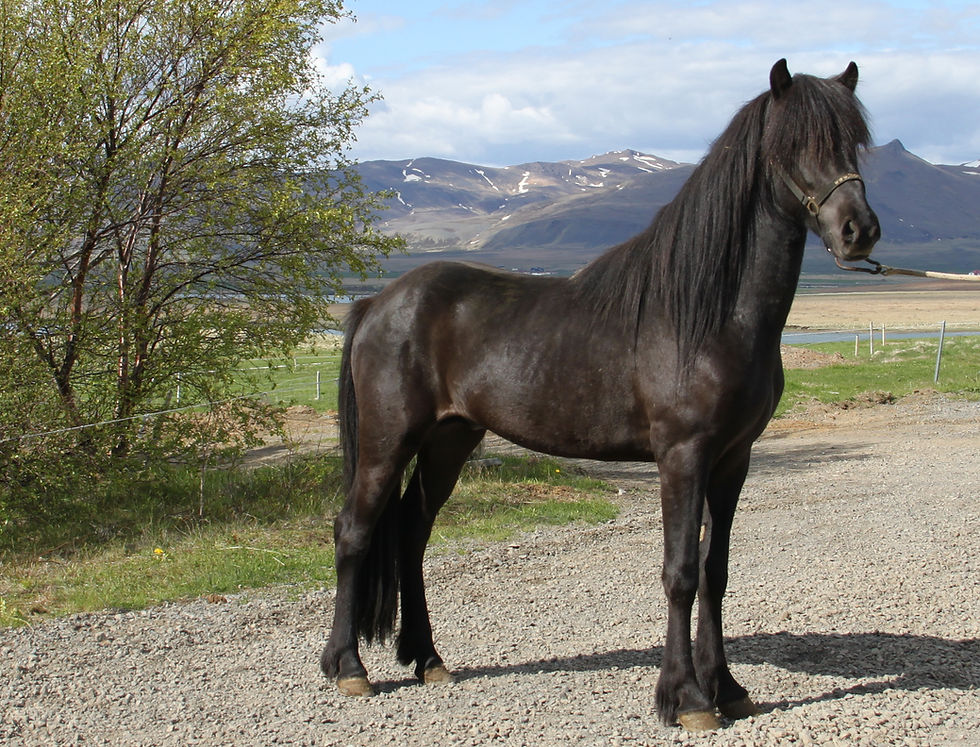 Gleipnir frá Skipaskaga