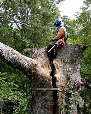 Expert Arborist Splitting Tree.jpg