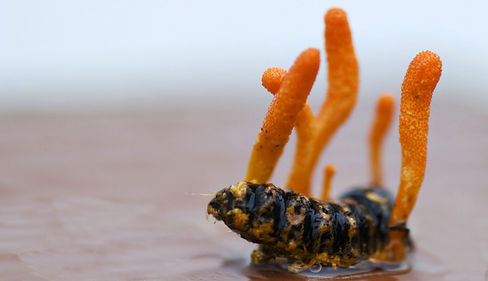 cordyceps.jpg