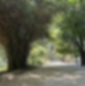 IMG_4738_edited.jpg