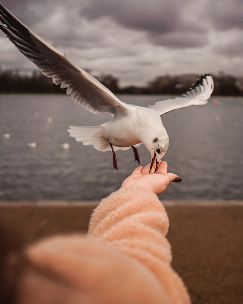 white-bird-on-picking-food-3651618.jpg