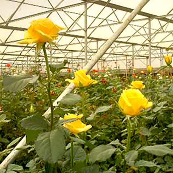 Mask group