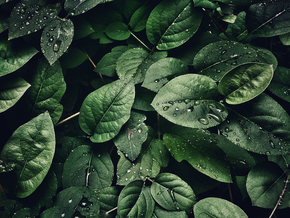 close-up-photography-of-leaves-with-drop