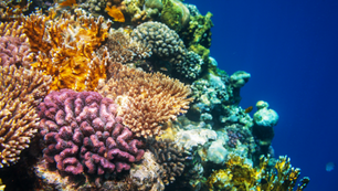 Four Reasons You Should Care About the TNFD