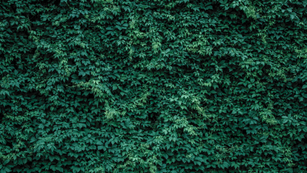 The Rise of Climate Litigation: 2024 Trends and Implications