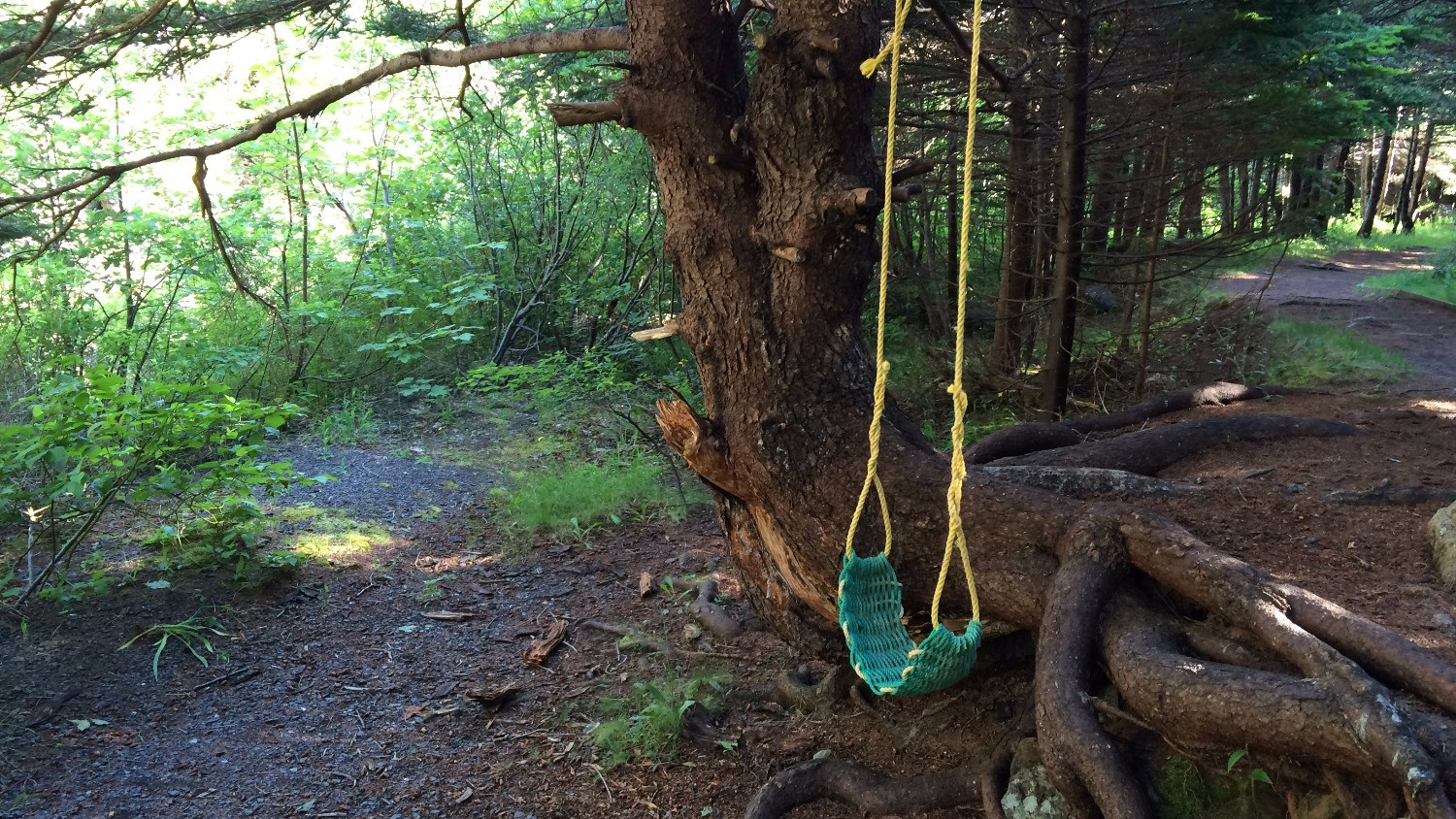 Rope Swings