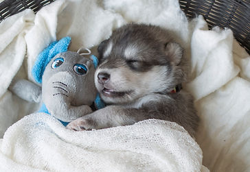 Northern Inuit Puppy