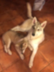 IMG_8738.jpeg
