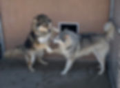fullsizeoutput_23fa.jpeg