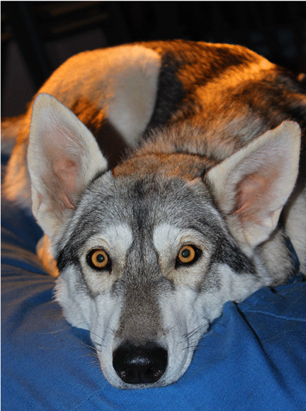 Northern Inuit with yellow eyes