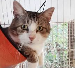 Captura de pantalla 2024-02-07 a la(s) 6.56.08 p.m..png