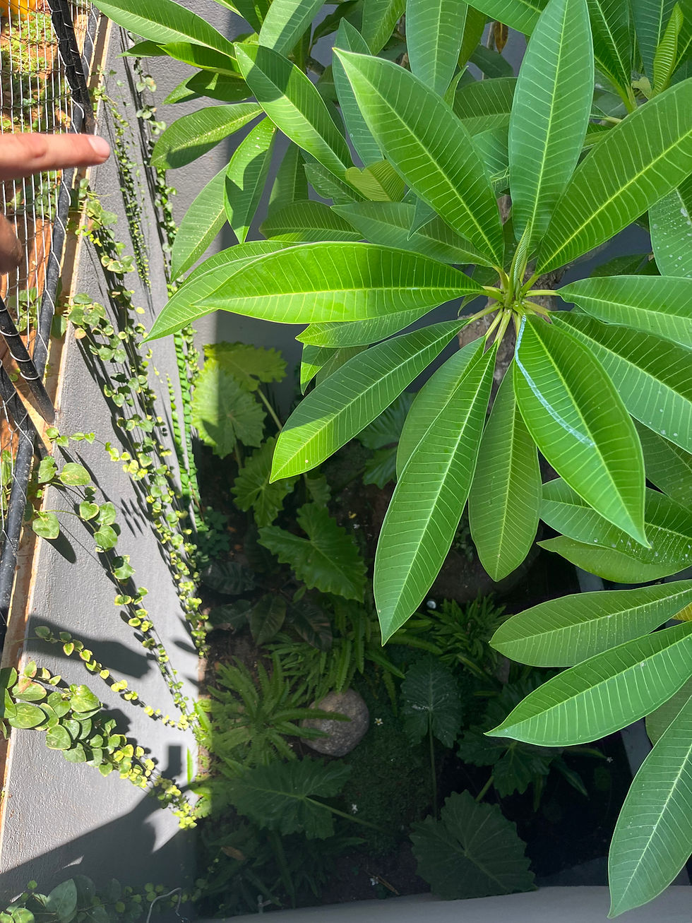 מה עושים עם מזיקים בגינה? מדריך לזיהוי וטיפול