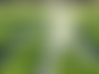 איך להתמודד עם השקיית יתר או חוסר השקיה?