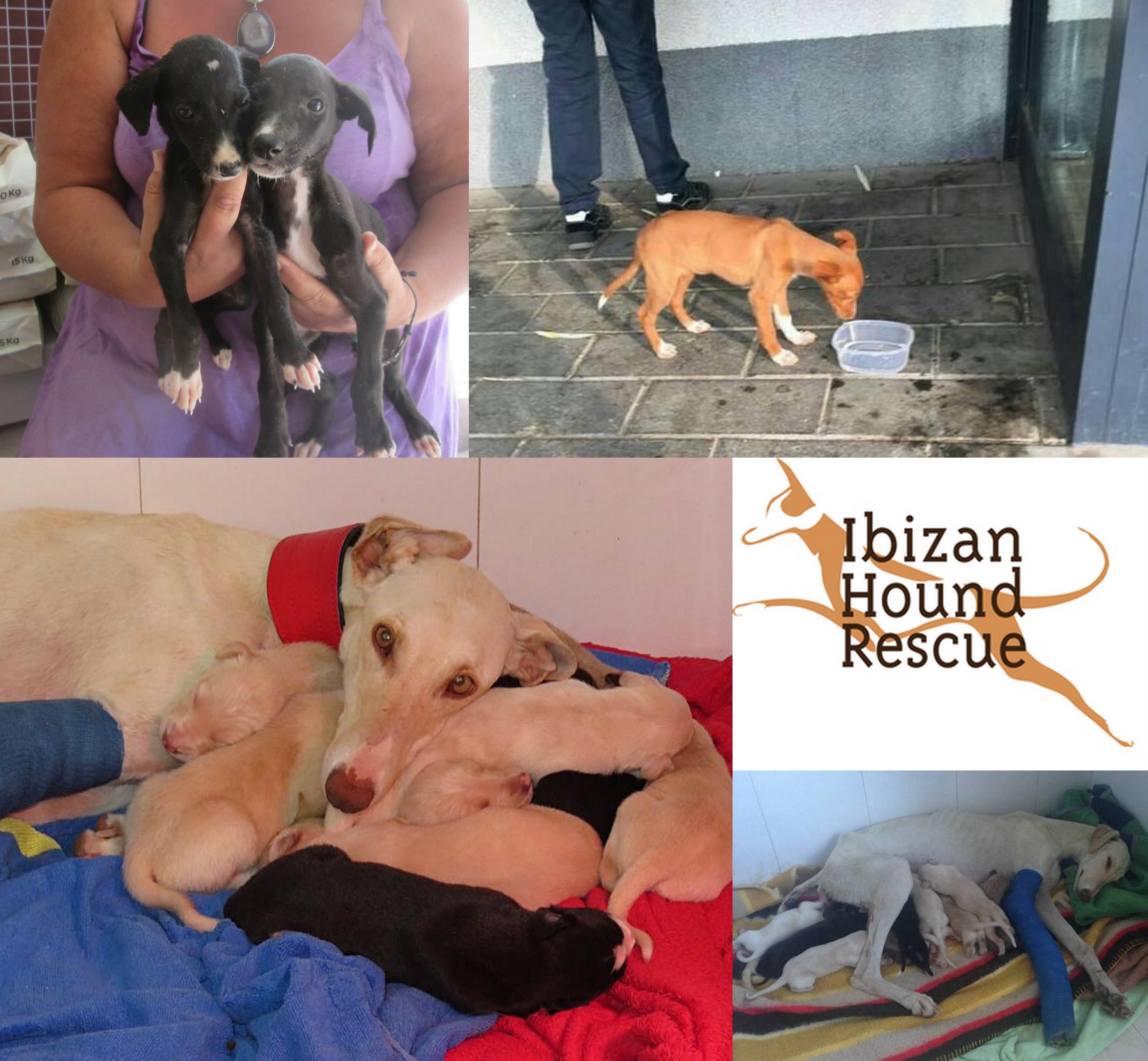 Ibizan Hound Rescue