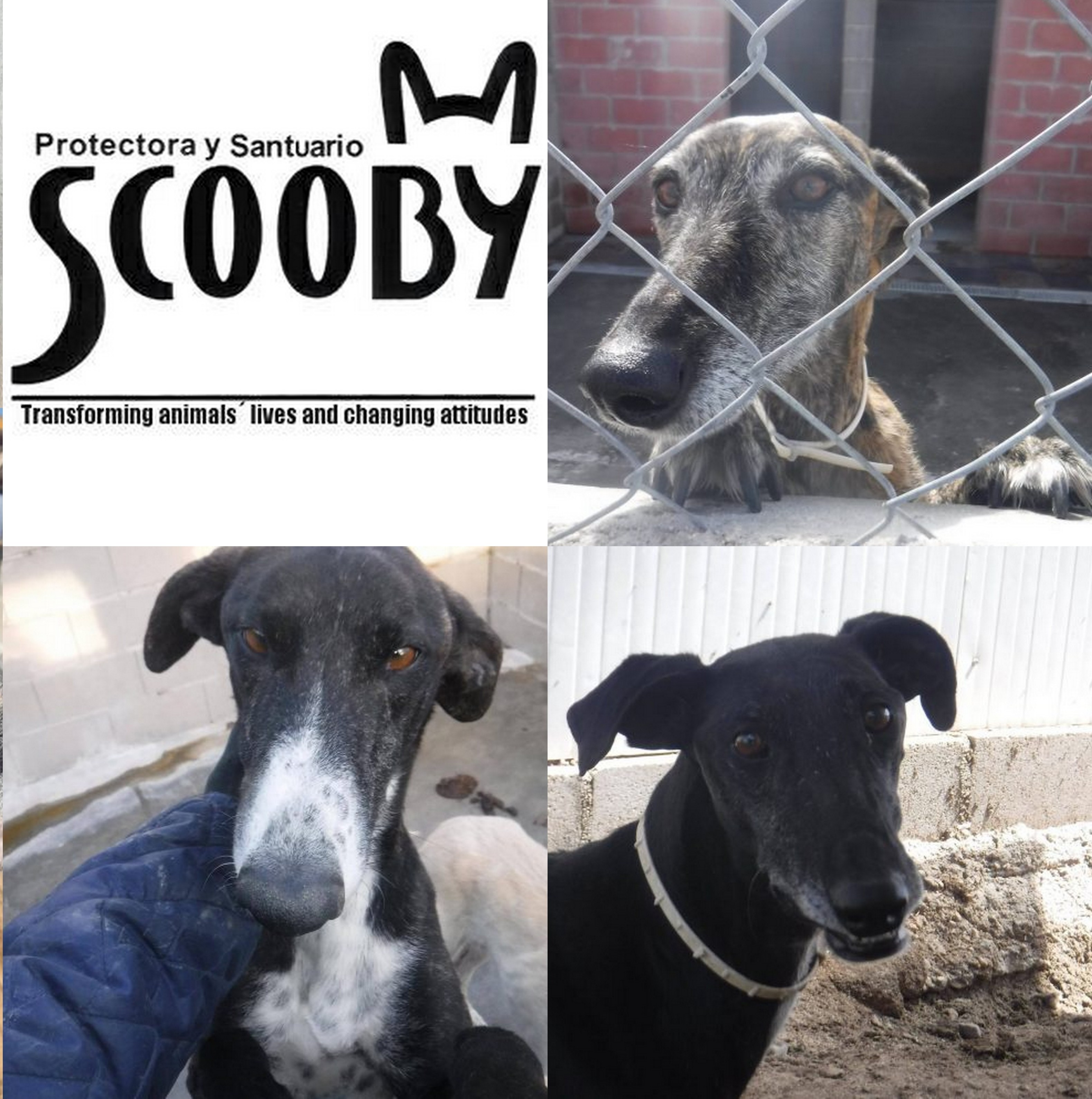Protectora SCOOBY