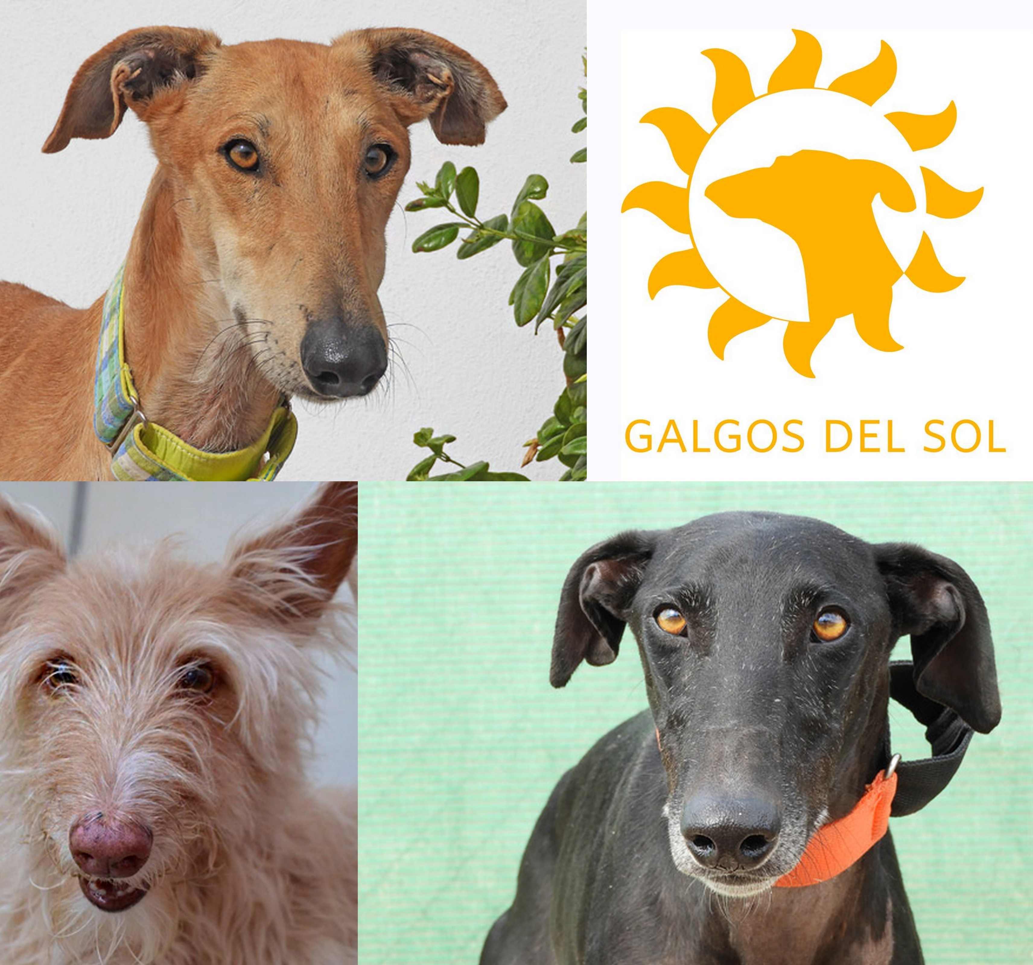Galgos del Sol