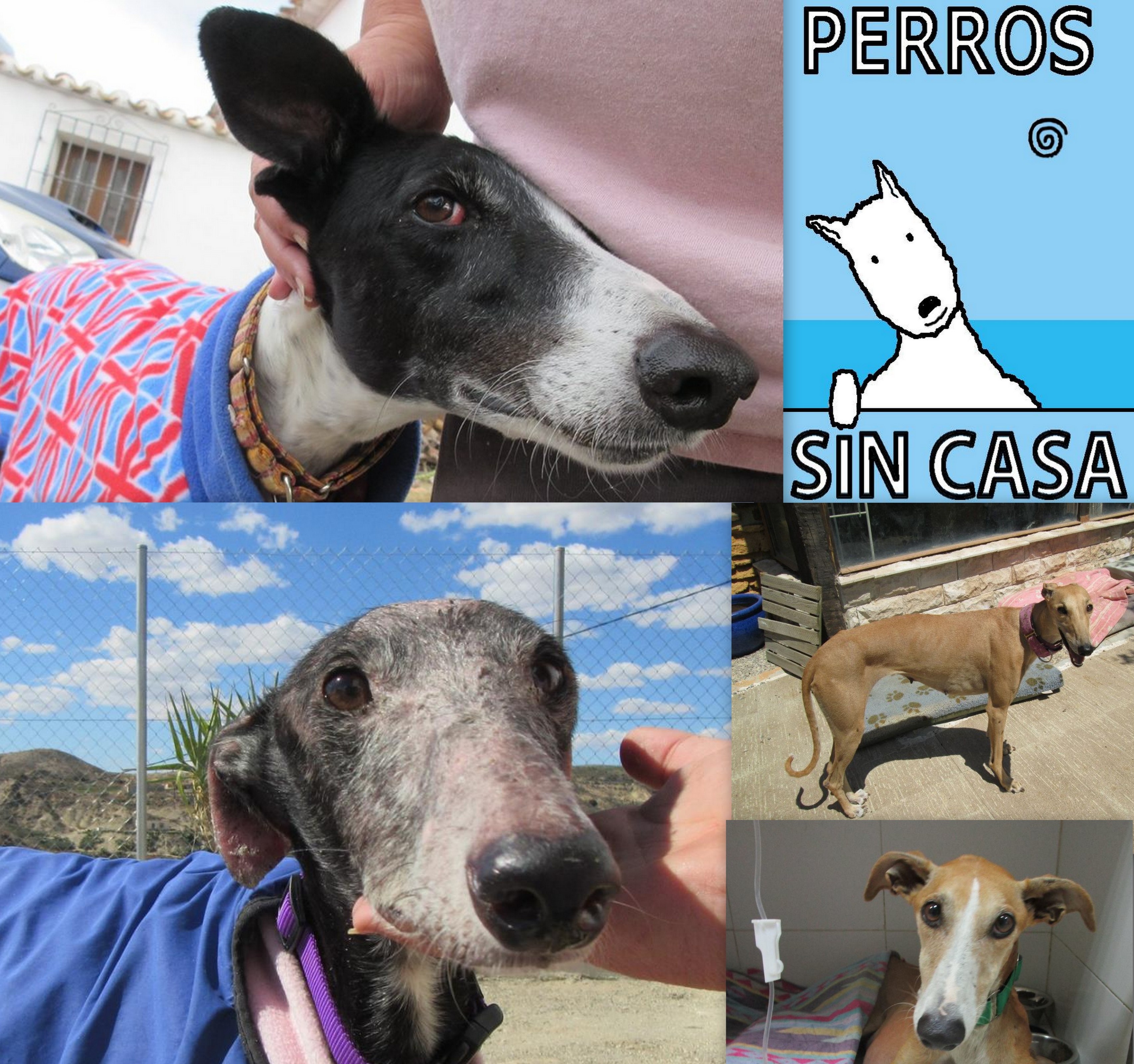 Perros sin Casa