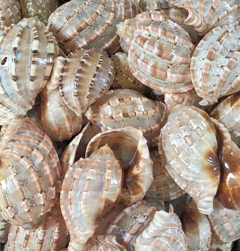 True Shells True harp shell | Shell Grotto