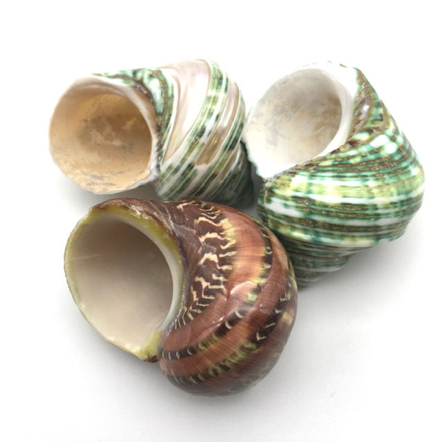 Thumbnail: Turban shells - set of 3