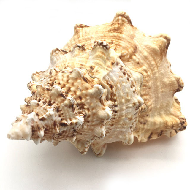 Thumbnail: Large frog shell