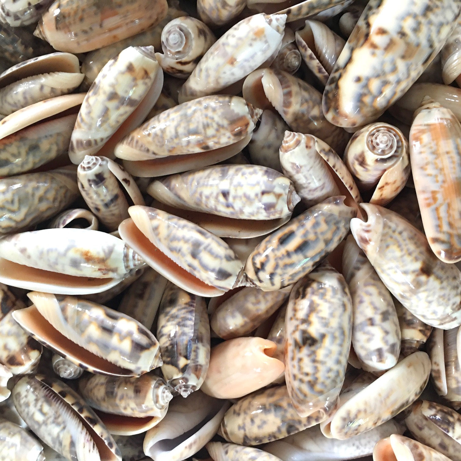 Olive shells - set of 3