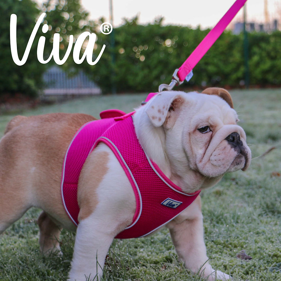 Thumbnail: Ancol Viva Padded Snap Dog Lead