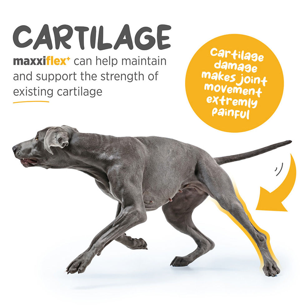 Thumbnail: Maxxiflex+ joint supplement for dogs tablets