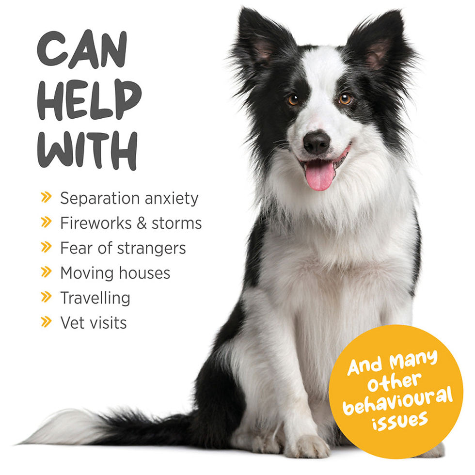 Thumbnail: Maxxicalm calming aid for dogs