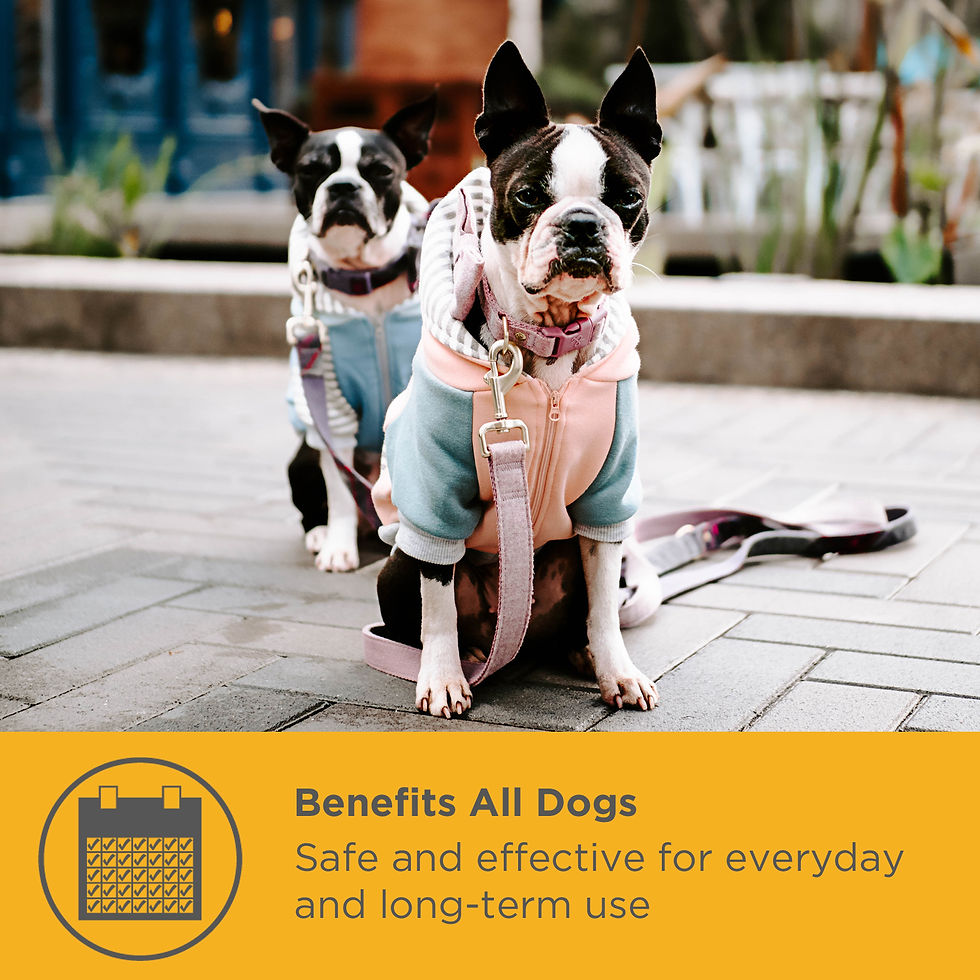 Thumbnail: Maxxidigest+ digestive & immune support for dogs
