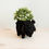 Thumbnail: Animal Planter