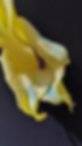 flower close up (20).png