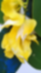 flower close up (2).png