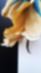 flower close up (12).png