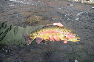hot creek, fly fishing, walker river
