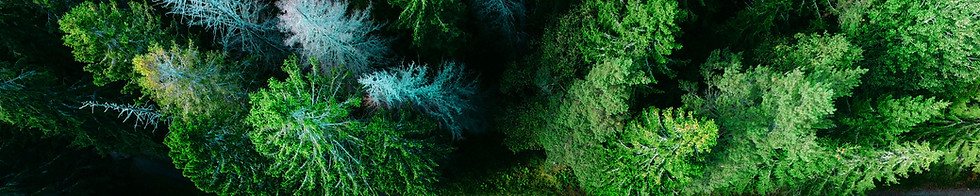 Vue aérienne de la forêt
