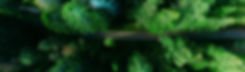 Aerial Pine Trees
