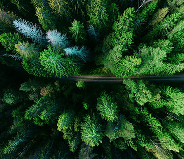 Aerial Pine Trees