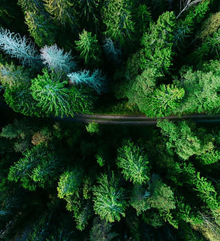 Aerial Pine Trees