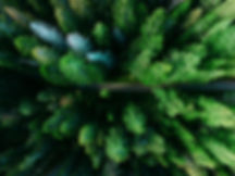 Подъемное Pine Trees