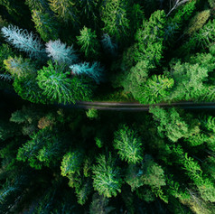 Things You Don't Know about Pine Trees