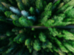 Aerial Pine Trees