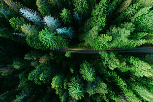 Aerial Pine Trees