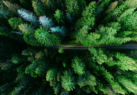 Aerial Pine Trees