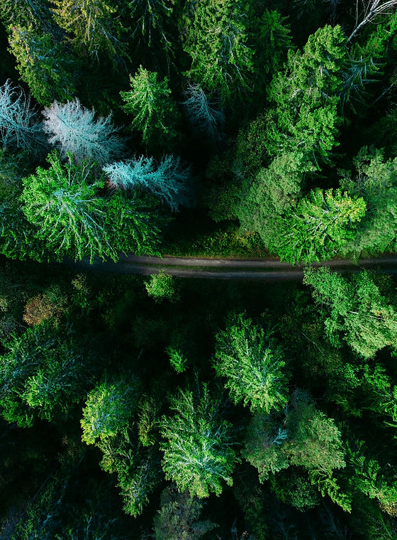 Aerial Pine Trees